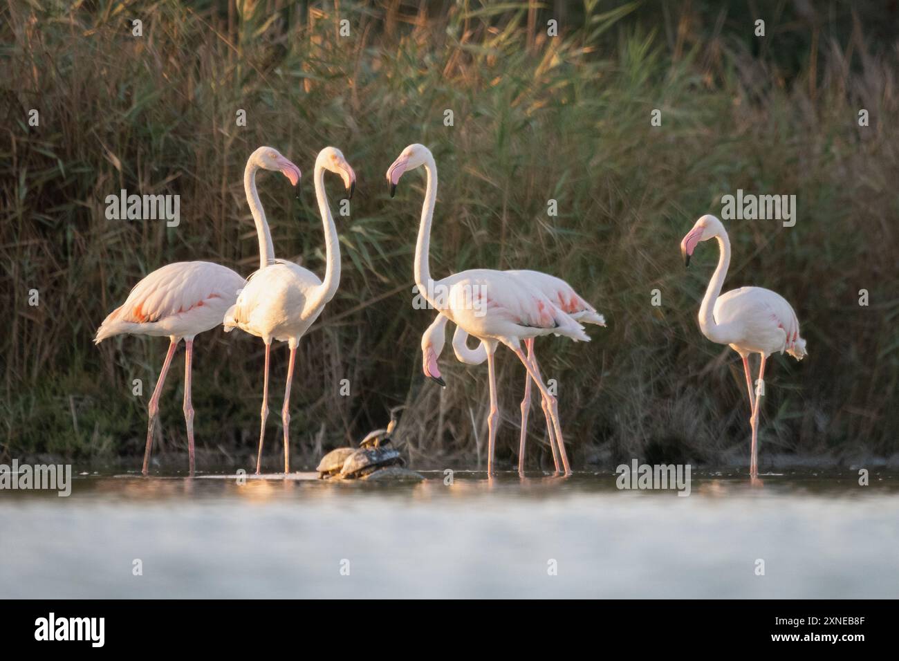 Der Große Flamingo Inspiziert Spielerisch Schildkröten Stockfoto