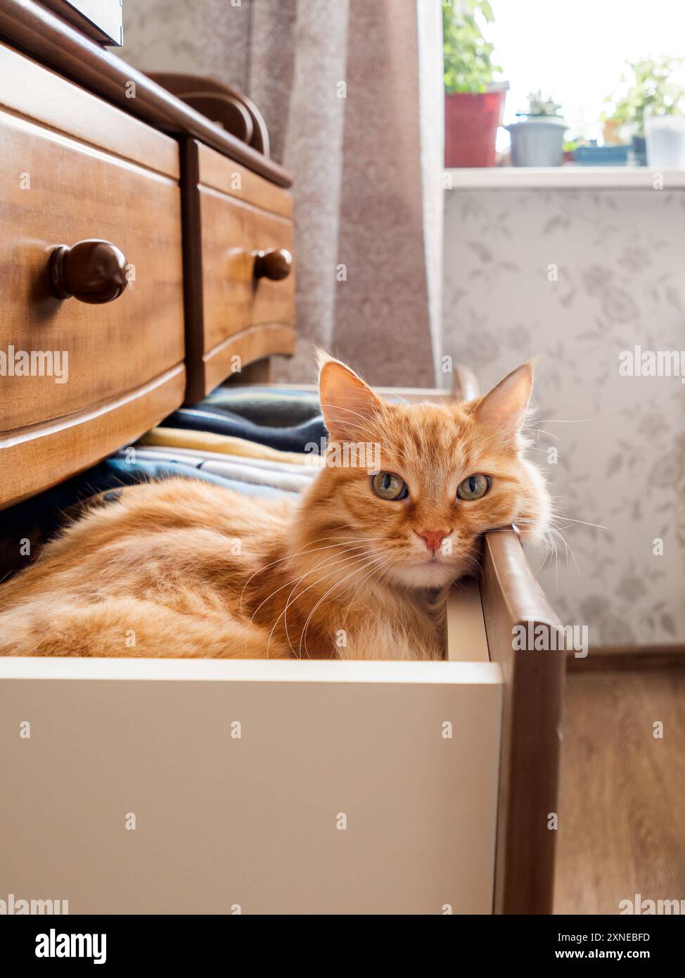 Neugierige Ingwerkatze sitzt in der Kommode. Flauschiges Haustier hat eine Pause zwischen gefalteten Klamotten. Haustier im Schlafzimmer. Stockfoto