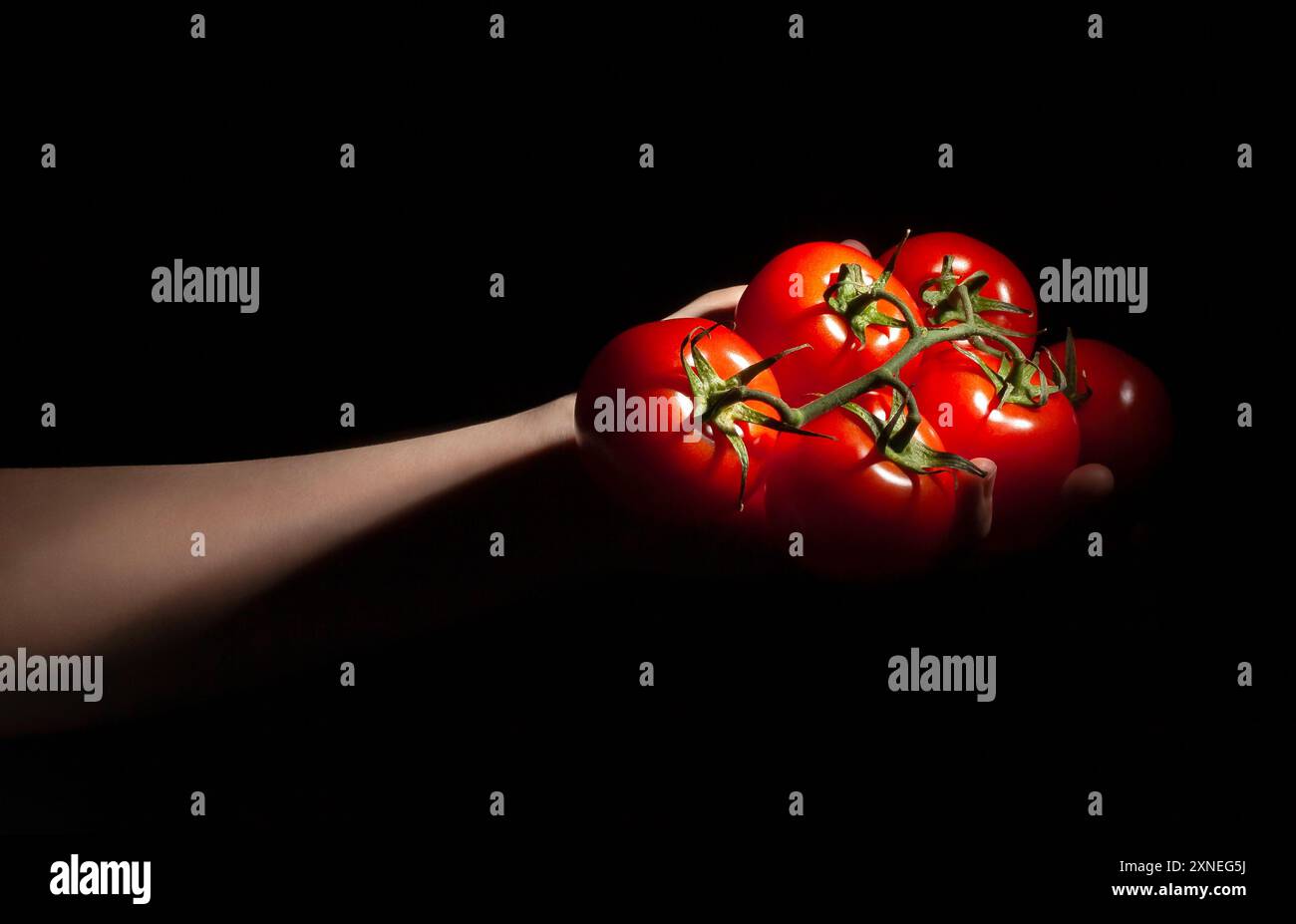 Tomatenzweig in der Hand auf schwarzem Hintergrund Stockfoto