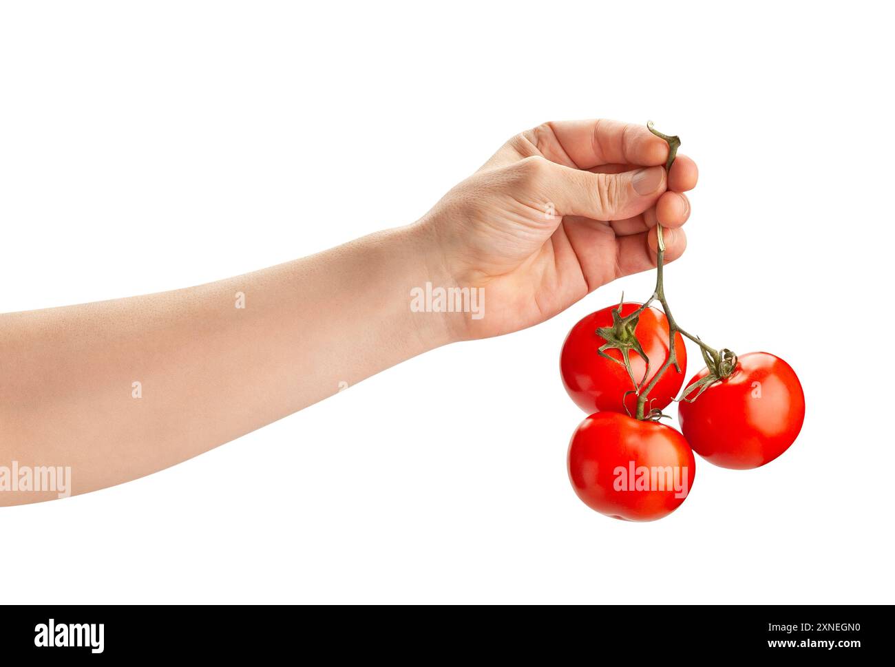 Tomate Zweig in der Hand weg auf Weiß isoliert Stockfoto