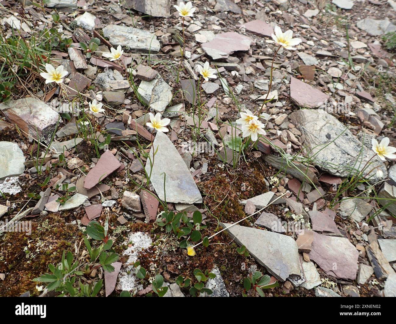 Snowdon Lily (Gagea Serotina) Plantae Stockfoto