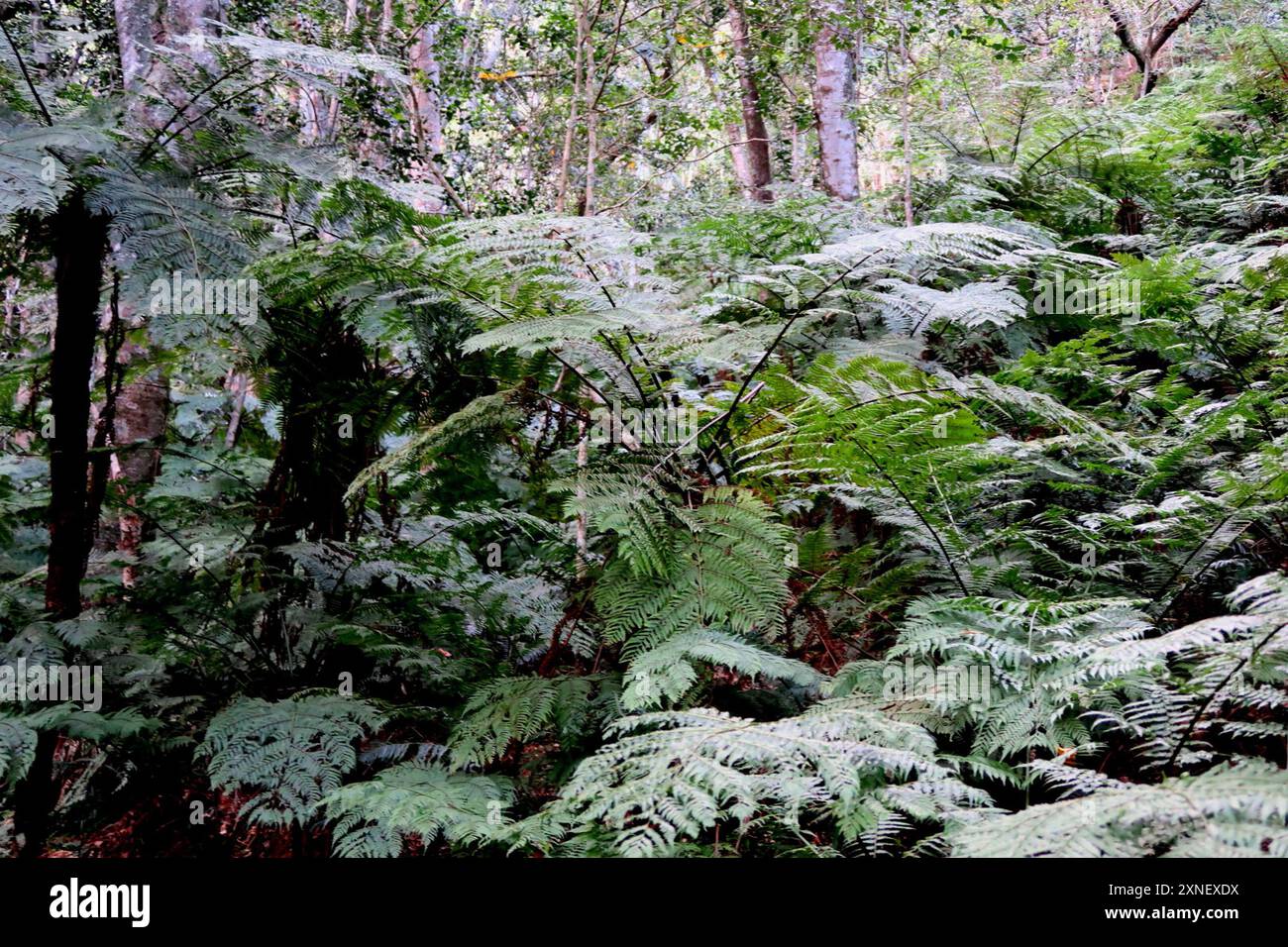 Waldbaumfarn (Cyathea capensis) Plantae Stockfoto