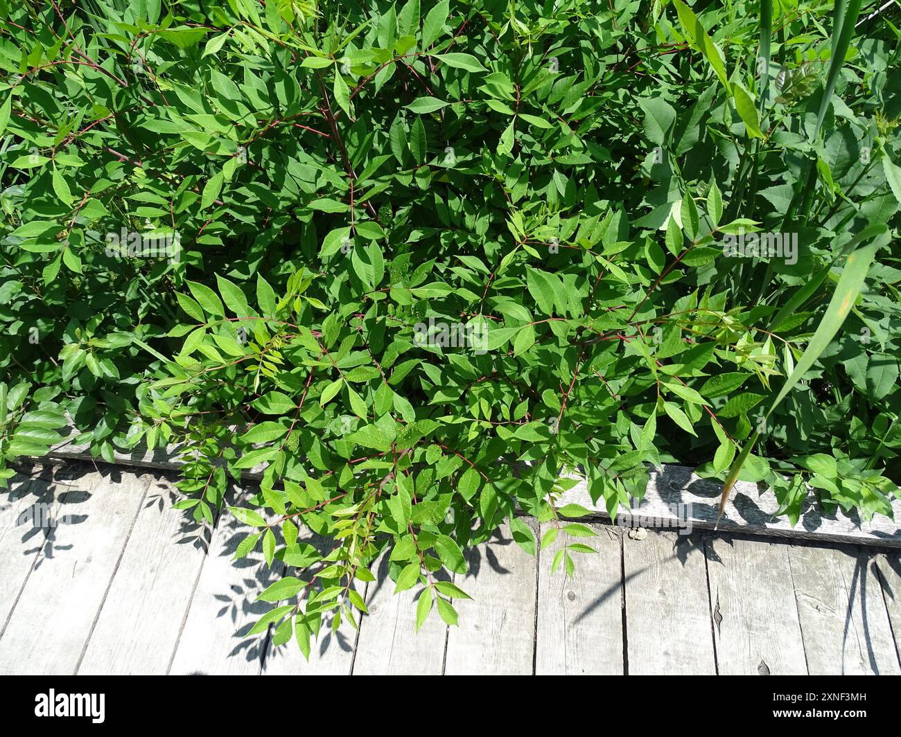 Poison Sumac (Toxicodendron vernix) Plantae Stockfoto