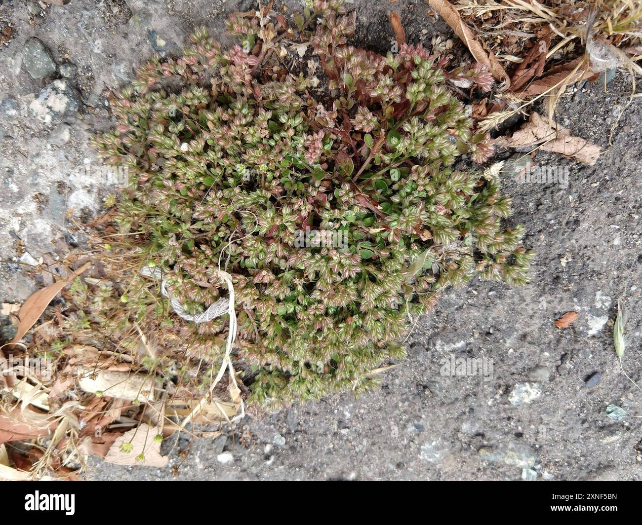 Vierblättrige Allsamen (Polycarpon tetraphyllum tetraphyllum) Plantae Stockfoto