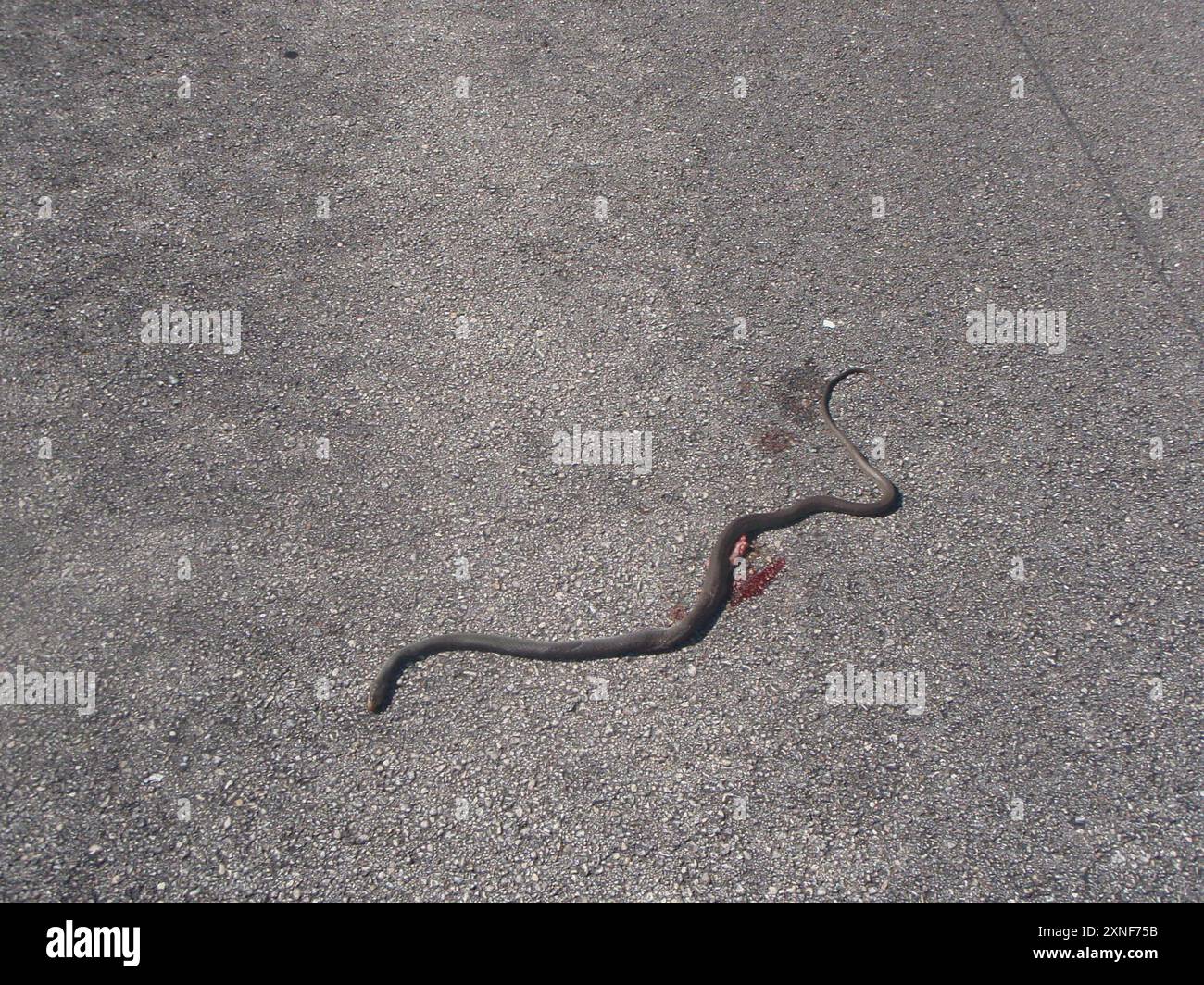 Everglades Racer (Coluber constrictor paludicola) Reptilia Stockfoto