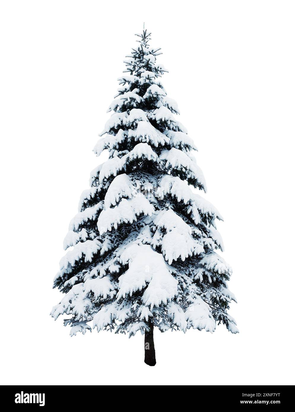 Winterweihnachtanne bedeckt mit Schnee isoliert auf weißem Hintergrund. Stockfoto