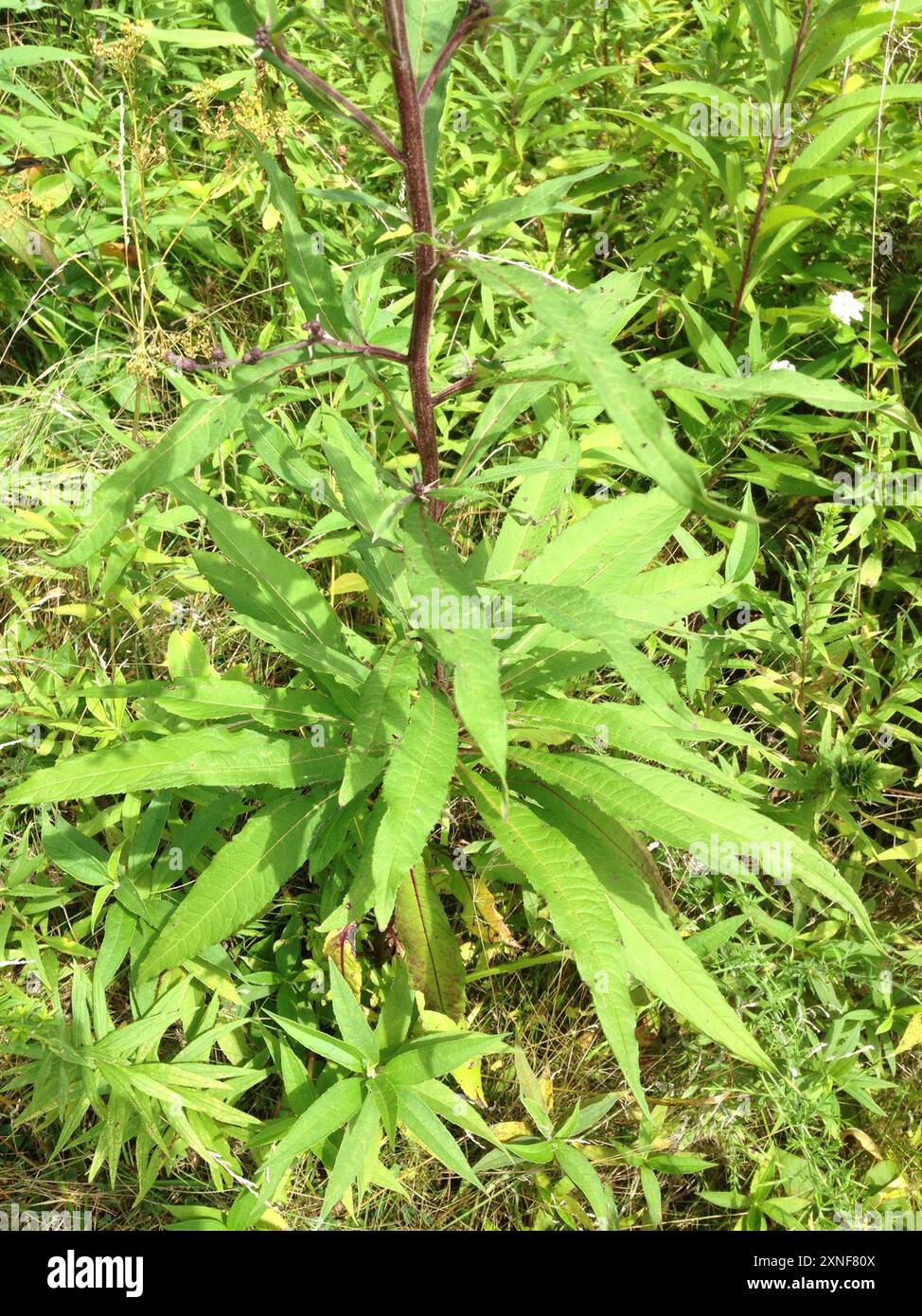 Tall Ironweed (Vernonia gigantea) Plantae Stockfoto