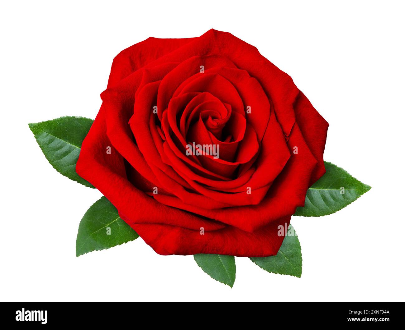 Schöne rote Rosenblume mit grünen Blättern isoliert auf weißem Hintergrund, Nahaufnahme. Stockfoto