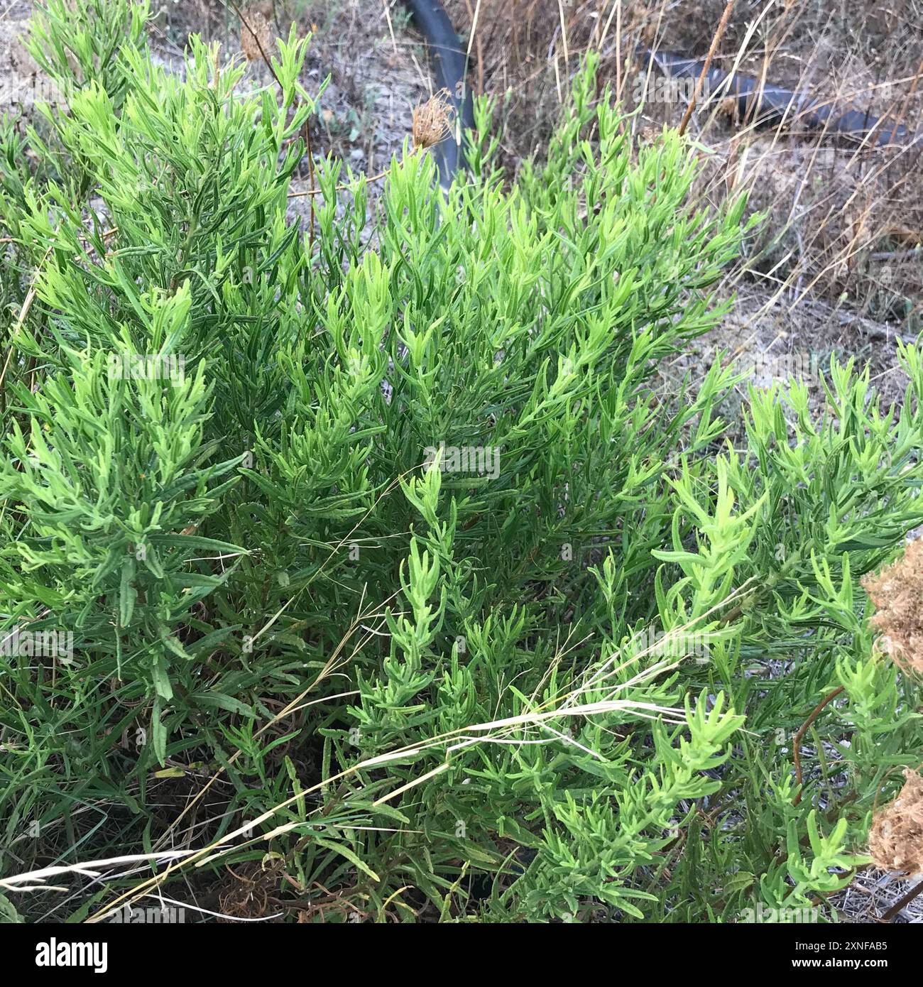 Falsche yellowhead (Dittrichia viscosa) Plantae Stockfoto