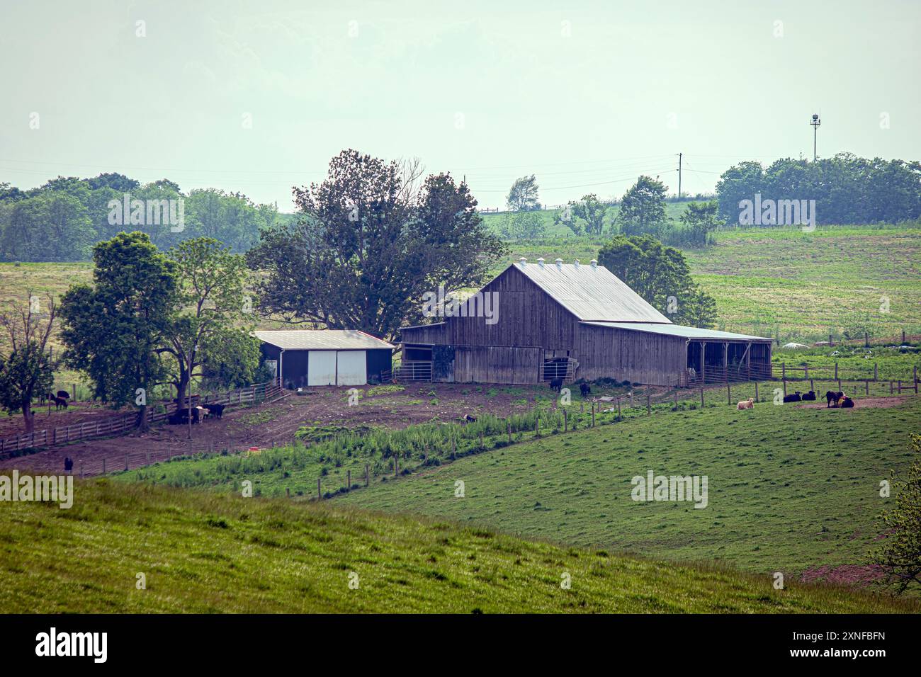 Landschaft einer Familienfarm mit einer alten Holzscheune umgeben von Rindern auf Weiden im Osten von Kentucky. Stockfoto