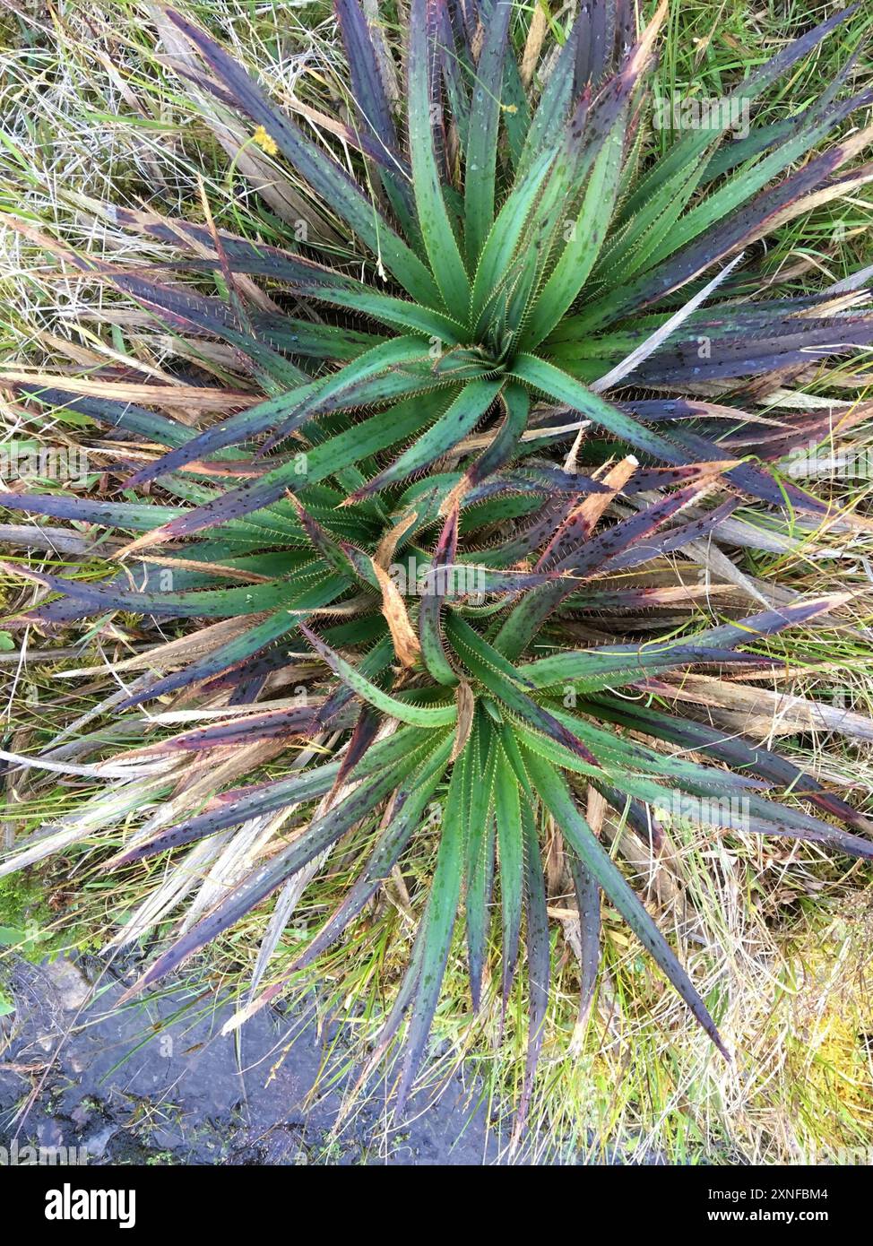 (Eryngium humboldtii) Plantae Stockfoto