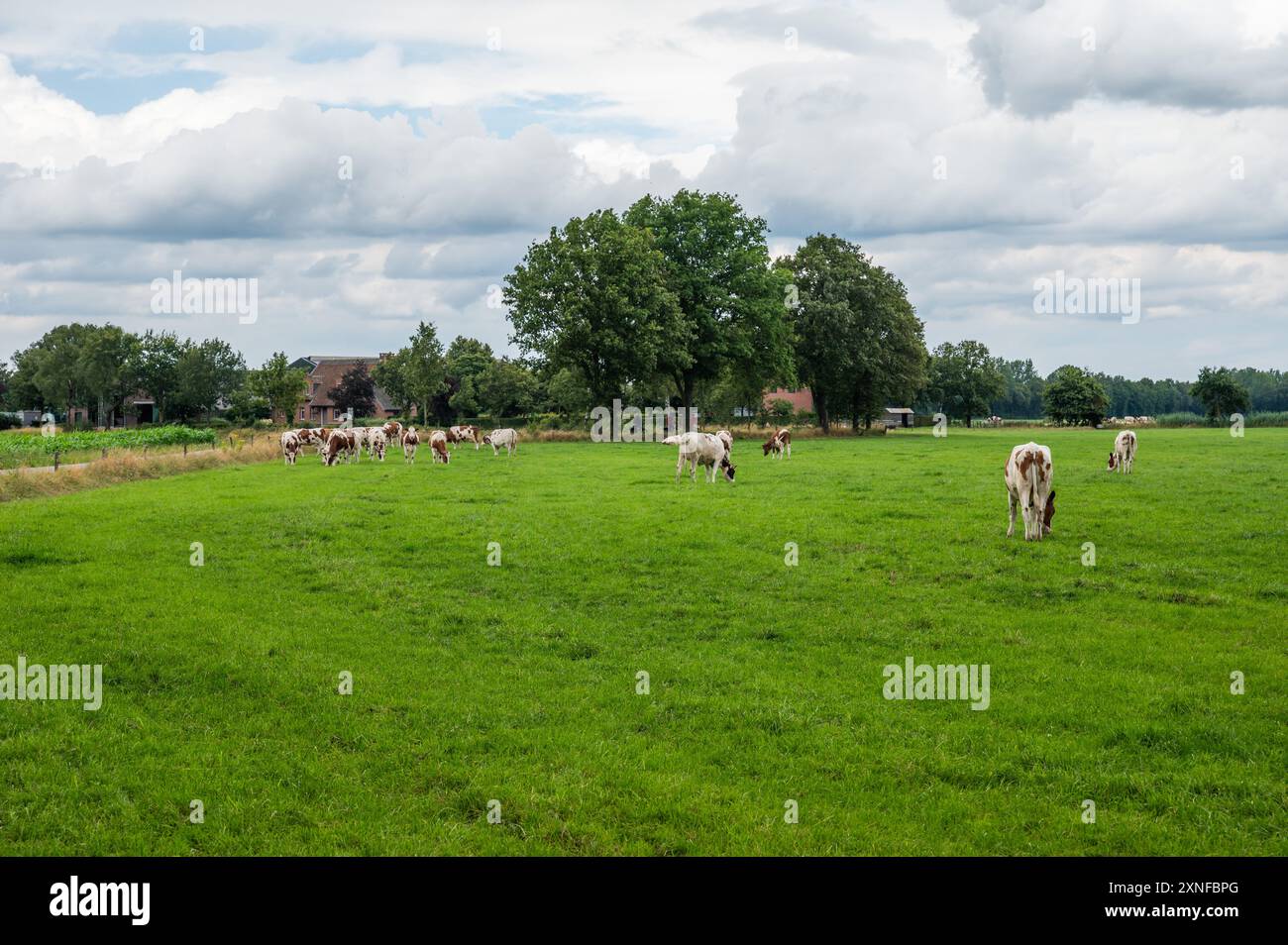 Grüne Wiesen mit weidenden Kühen im Naturschutzgebiet Groote Heide an der niederländischen belgischen Grenze rund um Neerpelt, Flandern, Belgien Stockfoto