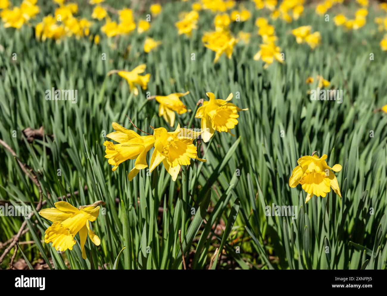 Viele schöne gelbe wilde Narzissen mit grünen Blättern auf einer Wiese in Cades Cove im Great Smokey Mountains National Park in Tennessee. Stockfoto