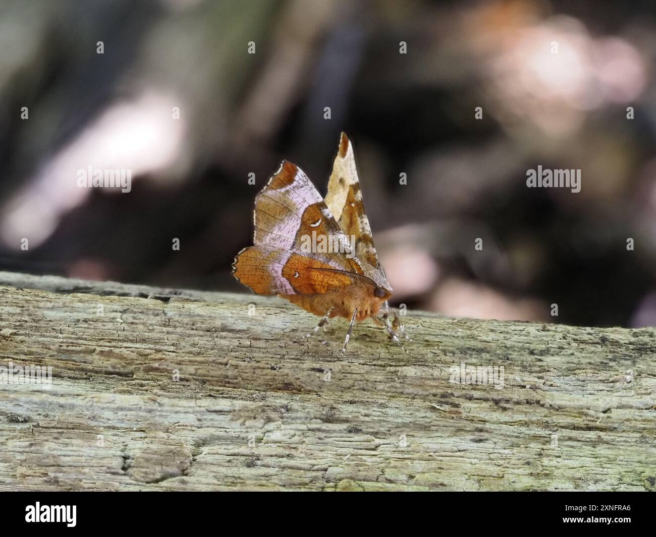 Eine lila Dornmotte, Selenia tetralunaria, auf einem Baumstamm. Stockfoto