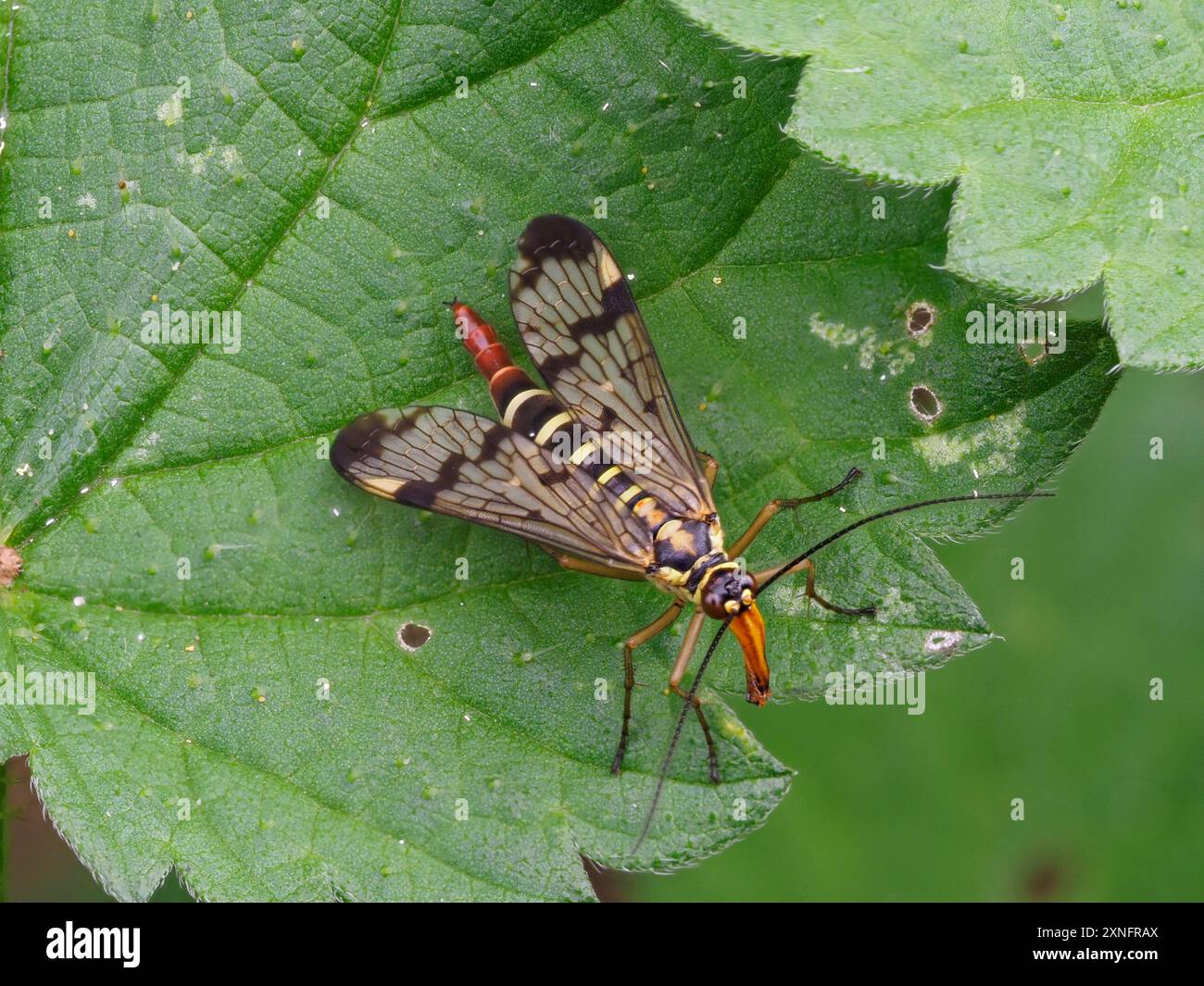 Panorpa communis, eine gewöhnliche Skorpionfliege, die auf einem Blatt ruht. Stockfoto