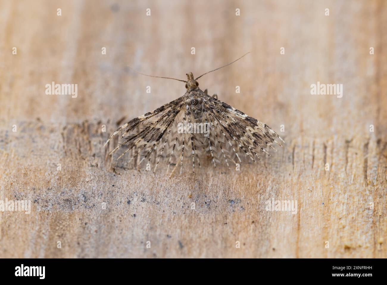 Alucita hexadactyla, eine zwanzig-Fahnen-Motte. Stockfoto