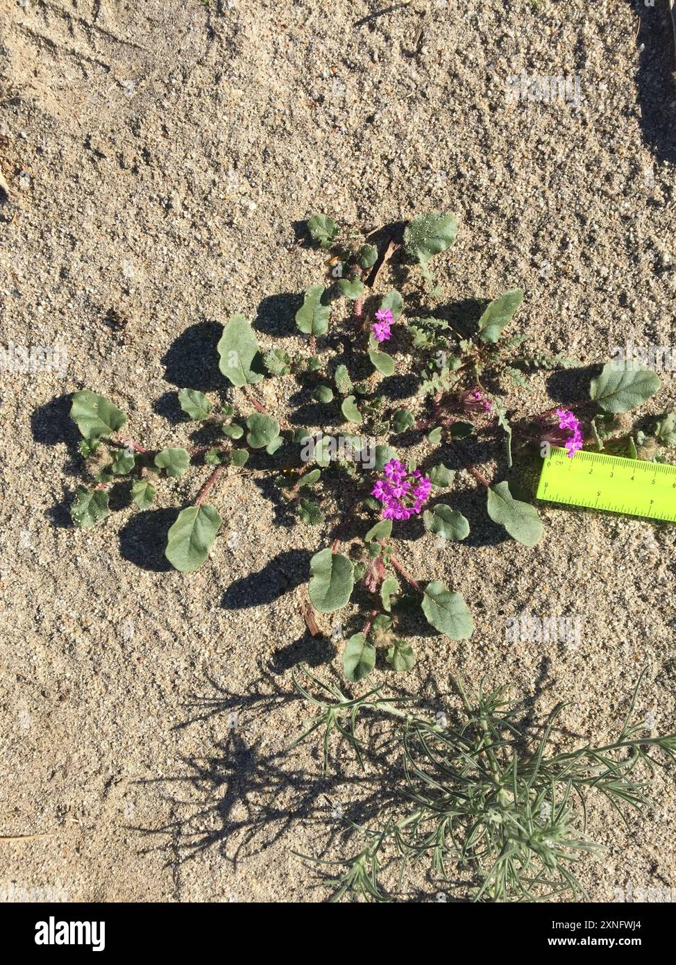 Behaarte Sand Verbene (Abronia villosa villosa) Plantae Stockfoto