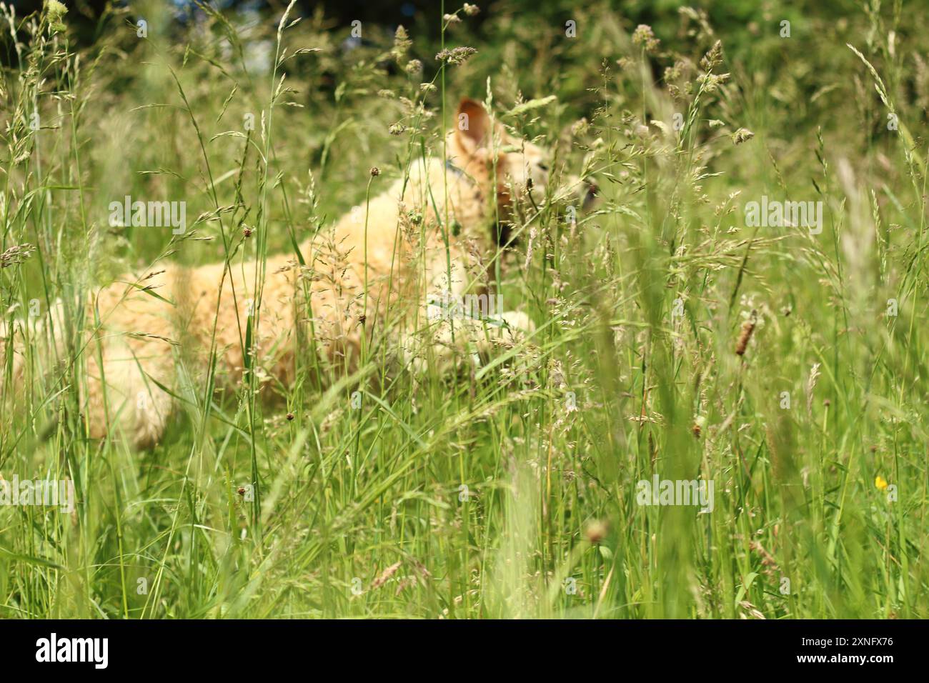 Ein fröhlicher Labrador springt durch hohes Gras und verkörpert pures Glück und Energie. Die Szene fängt den verspielten Geist und die grenzenlose Begeisterung von Thi ein Stockfoto