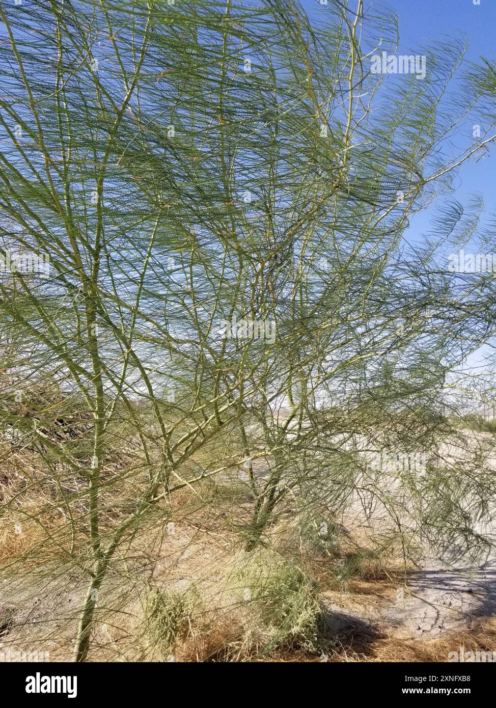 Mexikanischer palo verde (Parkinsonia aculeata) Plantae Stockfoto