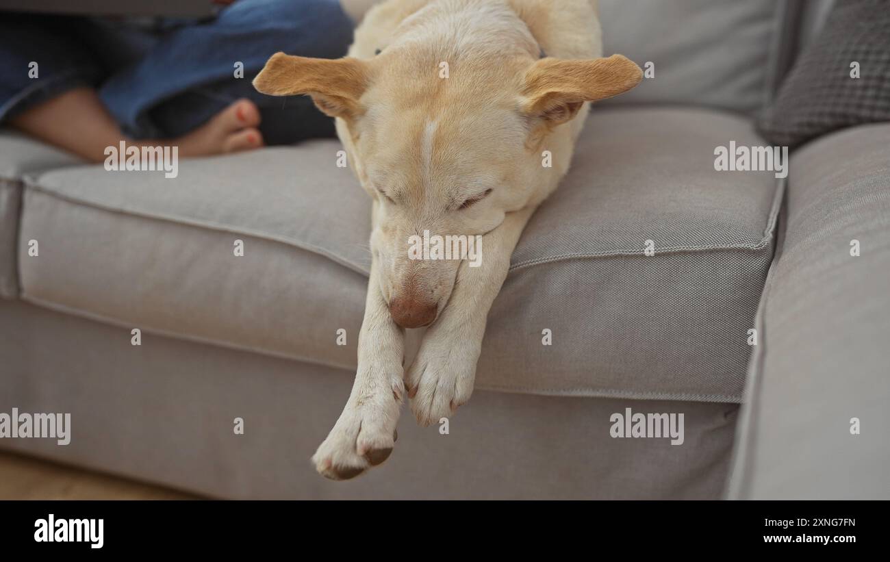 Ein ruhender labrador-Hund, der auf einem grauen Sofa in einem gemütlichen Wohnzimmer liegt, mit den Füßen einer Frau im Hintergrund Stockfoto