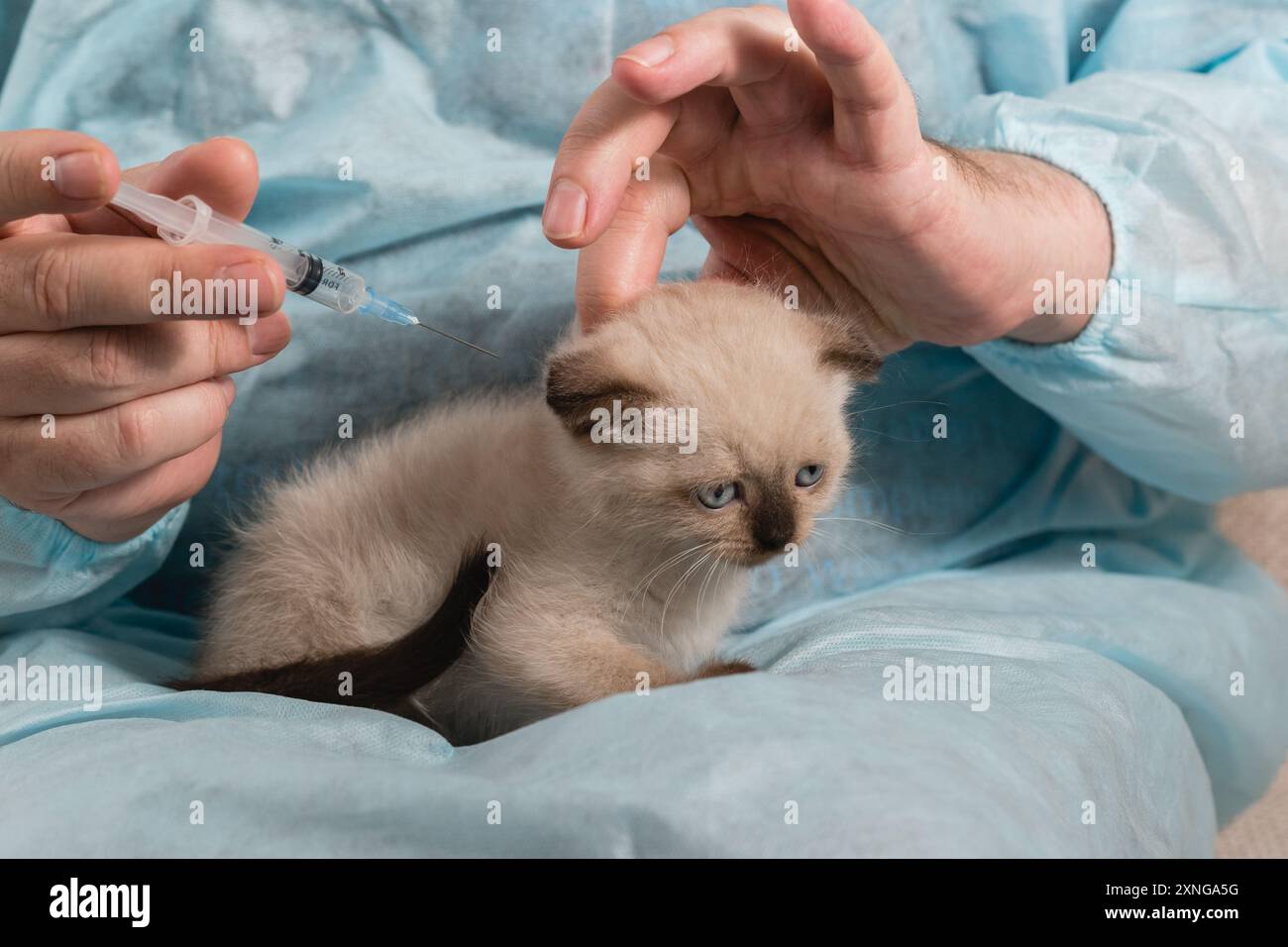 Ein Tierarzt in einem Bademantel spritzt einem traurigen, kleinen, spitzen Kätzchen eine Spritze Stockfoto