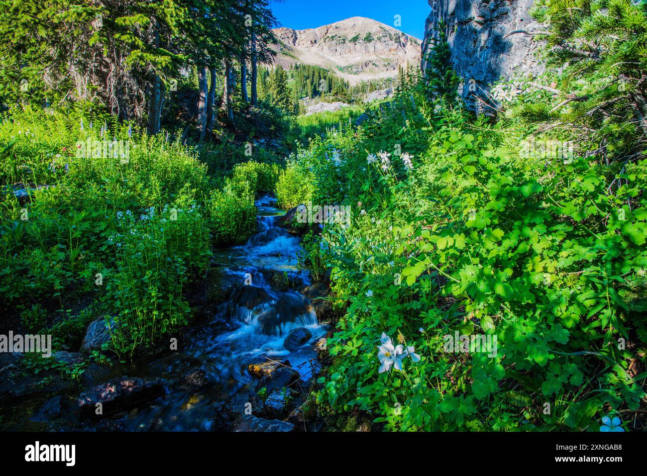 Frühsommer im Albion Basin im Norden Utahs, USA. Üppige Wildblumenblüten sorgen für eine spektakuläre Szene im Mittel- bis Spätsommer. Stockfoto