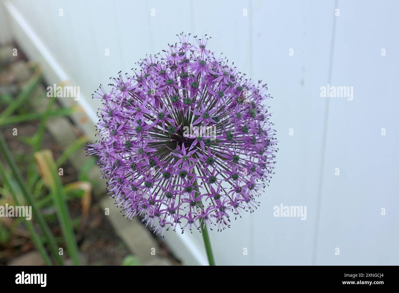 Nahaufnahme der Globemaster Allium Blumen, die im Frühjahr blühen, in Trevor, Wisconsin, USA Stockfoto