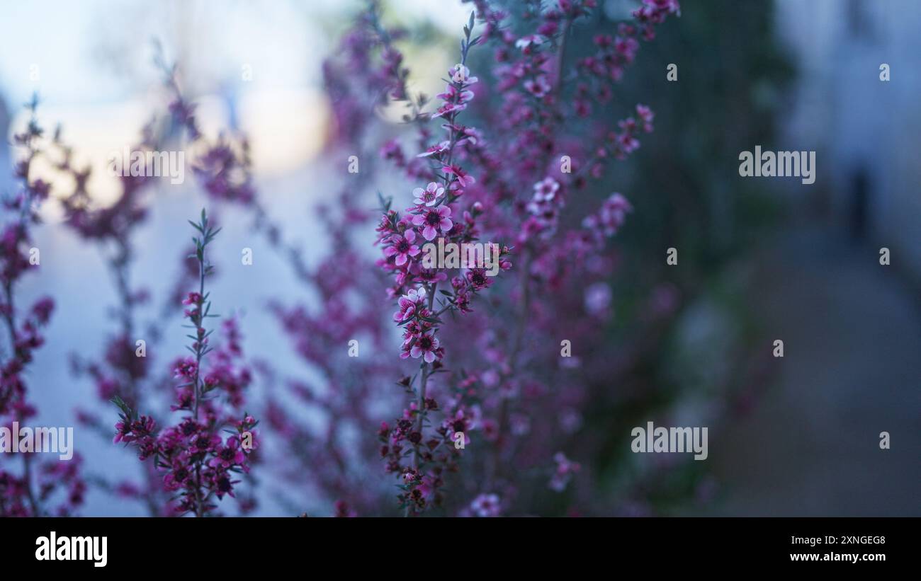 Wunderschöne leptospermum Scoparium Blumen, allgemein bekannt als manuka, zeigen leuchtend rosa Blüten im Freien in apulien, italien an einem sonnigen Tag. Stockfoto