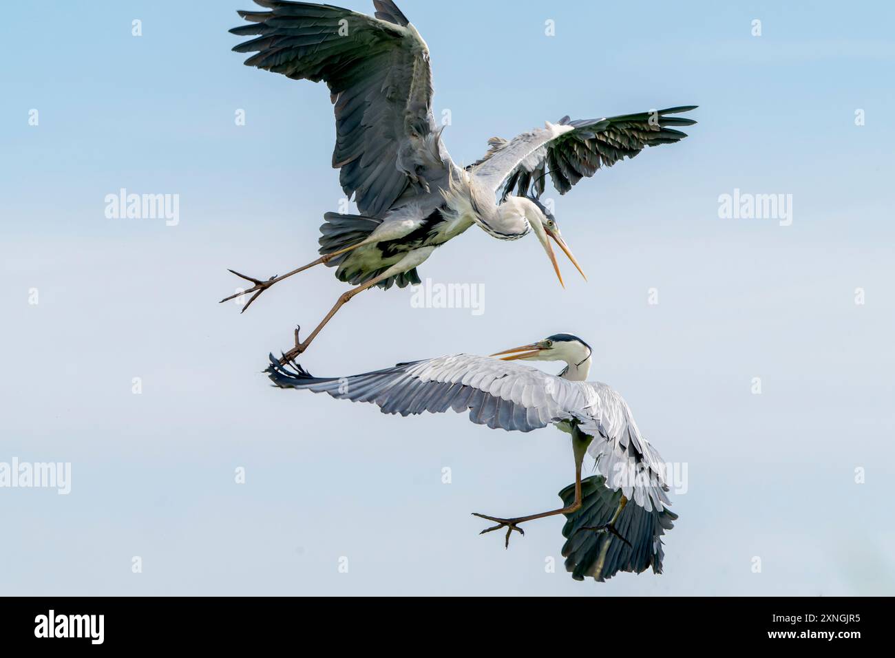 Graureiher, Ardea cinerea, zwei Erwachsene kämpfen in der Luft, Hortobagy, Ungarn, 3. Mai 2024 Stockfoto