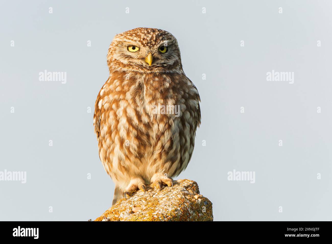 Eulen, Athene noctua, alleinerziehender Erwachsener auf dem Posten, Hortobagy, Ungarn, 1. Mai 2024 Stockfoto