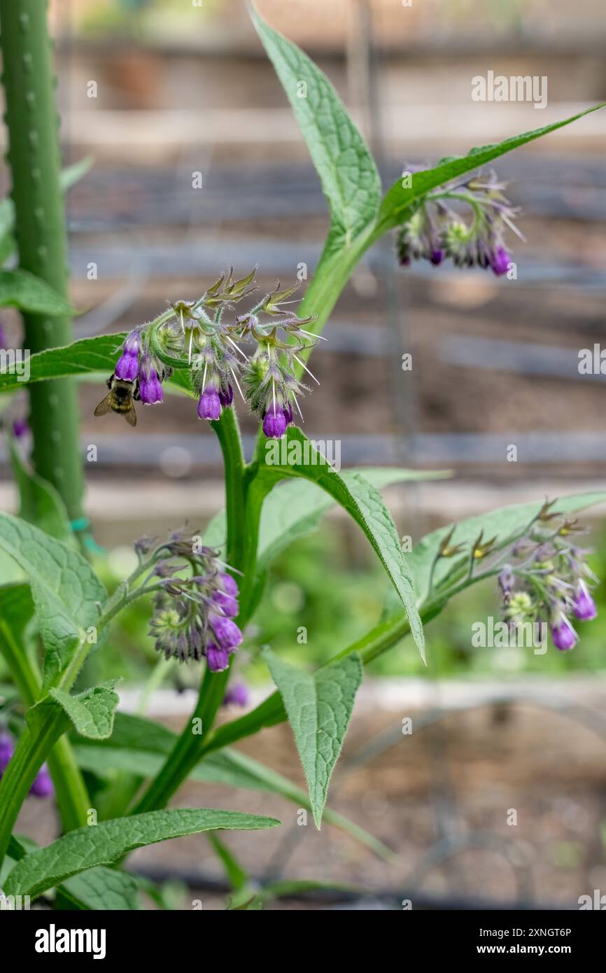 Issaquah, Washington, USA. Gewöhnlicher blühender Strauch, auch bekannt als Boneset, Knitbone, Quaker Comfrey und Slippery-Root Stockfoto