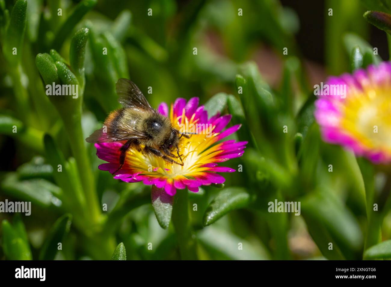 Issaquah, Washington, USA. Eispflanzen werden von einer Hummel bestäubt. Delosperma nubigenum Hot Pink Wonder. Stockfoto