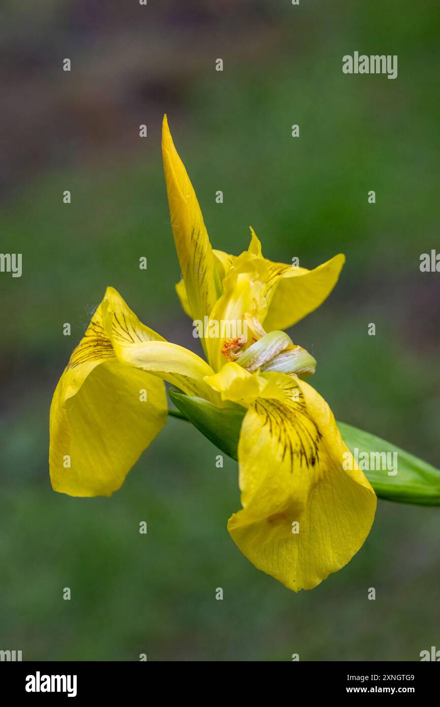 Issaquah, Washington, USA. Roy Davidson Iris, eine bärtlose Hybride, wächst in einem Teich. Stockfoto