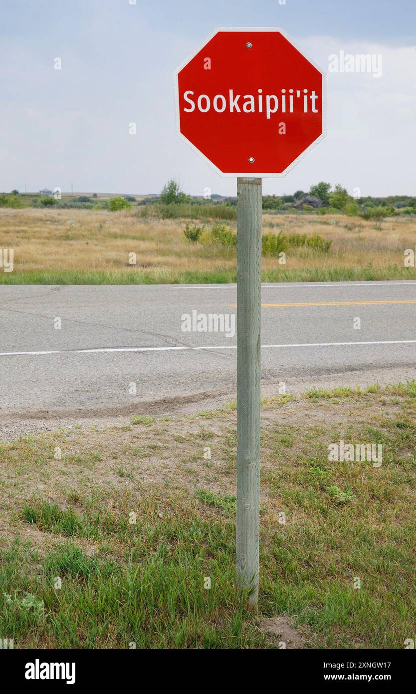 Stoppschild in indigener Sprache auf einer Autobahn in der Nähe der Siksiká Nation in Alberta, Kanada. Stockfoto