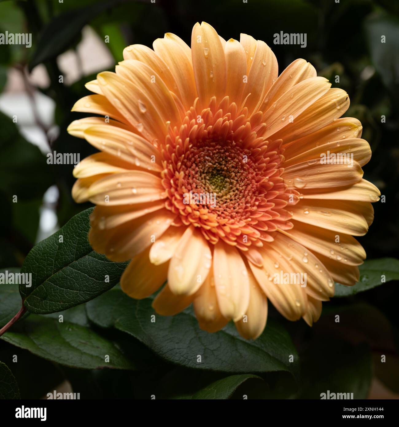 Gerbera Jamesonii blüht in einem Makrofoto auf einem dunkleren Hintergrund Stockfoto