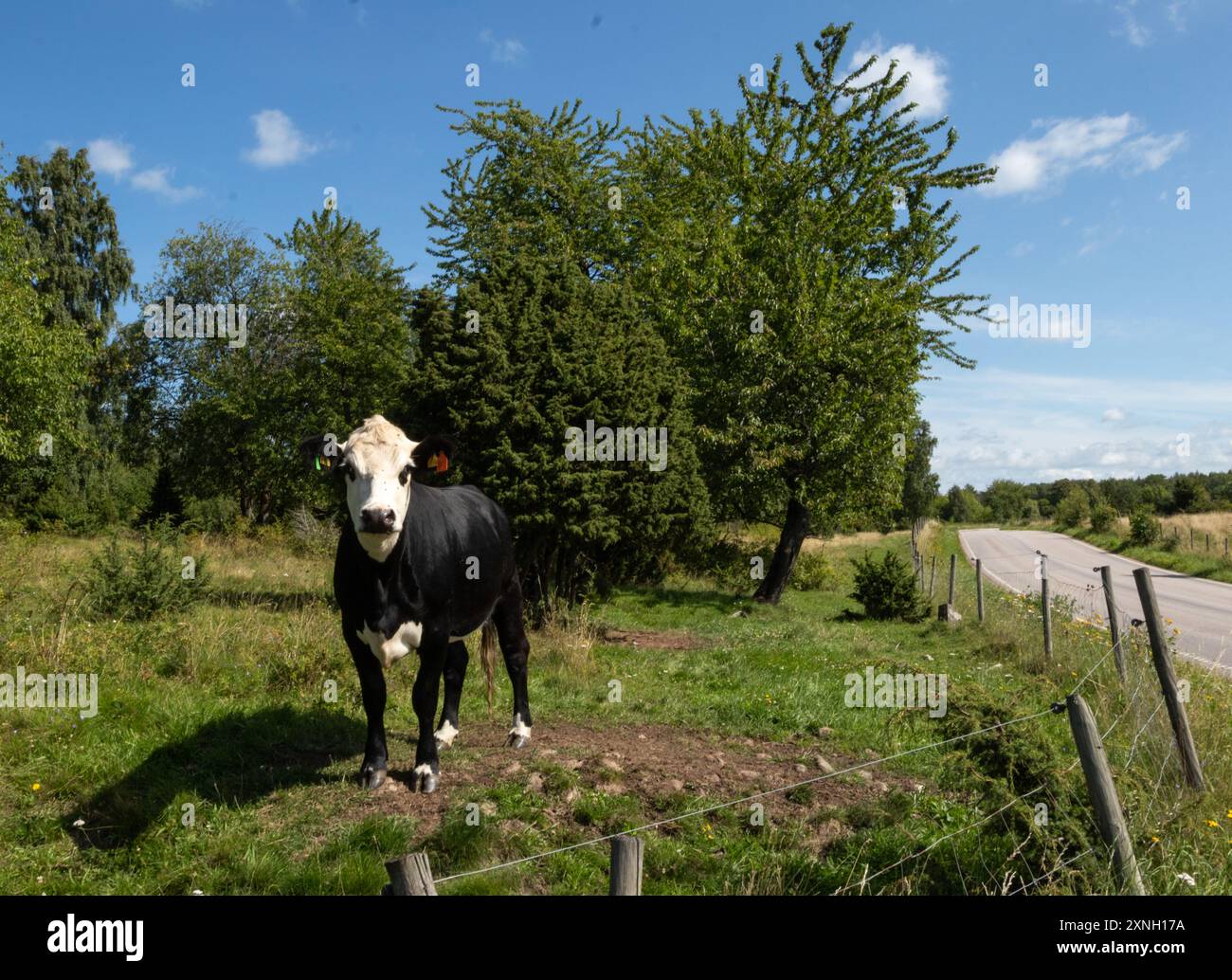 Junger schwarz-weißer Bulle auf der Weide. Auf einem steinernen Hügel hinter einem Zaun stehen. Ich schaue direkt in die Kamera. Stockfoto