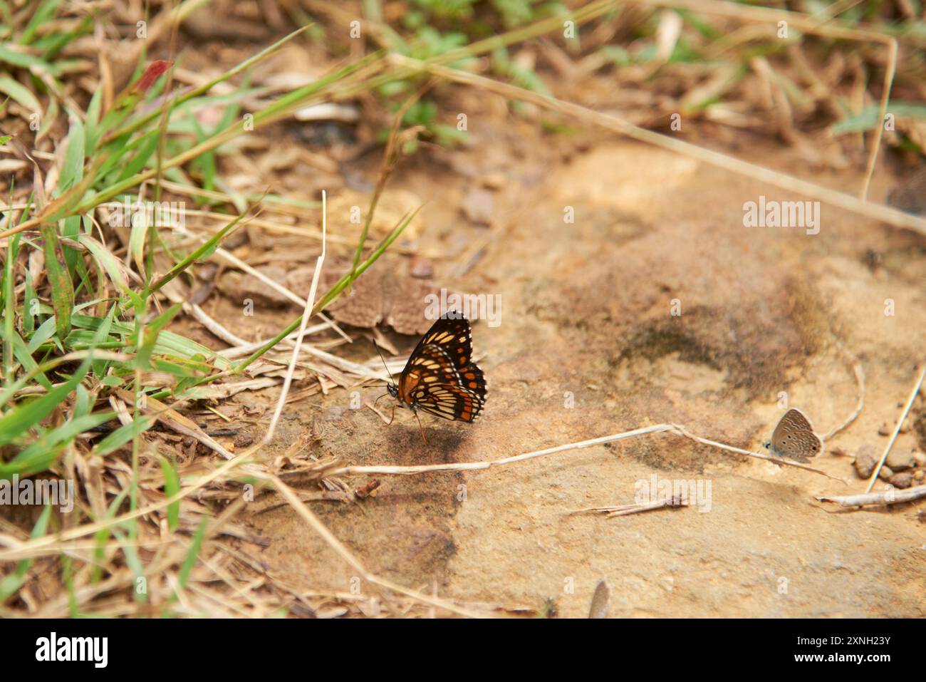 Theona Checkerspot, Chlosyne theona, Schmetterling, der auf dem Boden steht und mit seinen Flügeln gefaltet ist und sein charakteristisches Design zeigt: Wechselnde sind Stockfoto