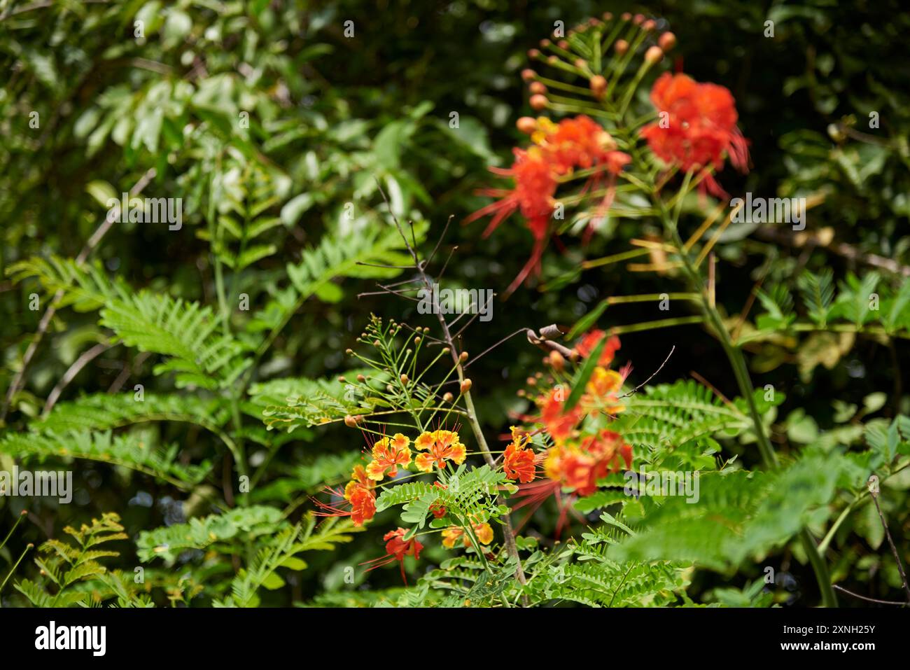 Poinciana oder Pfauenblume, Caesalpinia pulcherrima, auch bekannt als roter Paradiesvogel oder Flos pavonis, ein tropischer immergrüner Sträucher mit Blumen Stockfoto