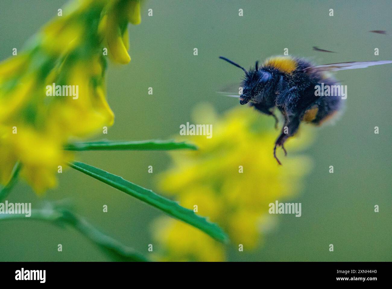 Hummel bedeckt mit Pollenstaub und nähert sich der Tall Mellow Flower im Flug in der Salisbury Plain Stockfoto