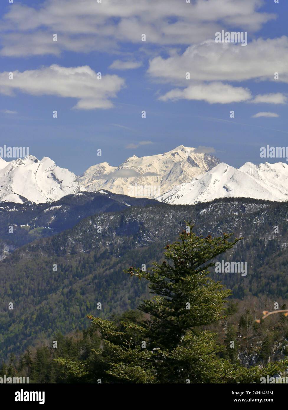 Kiefern- und Alpenwald und Mont Blanc im Hintergrund mit schneebedecktem Gipfel und blauem Himmel mit Wolken vom mont Baron in Haute savoie Stockfoto