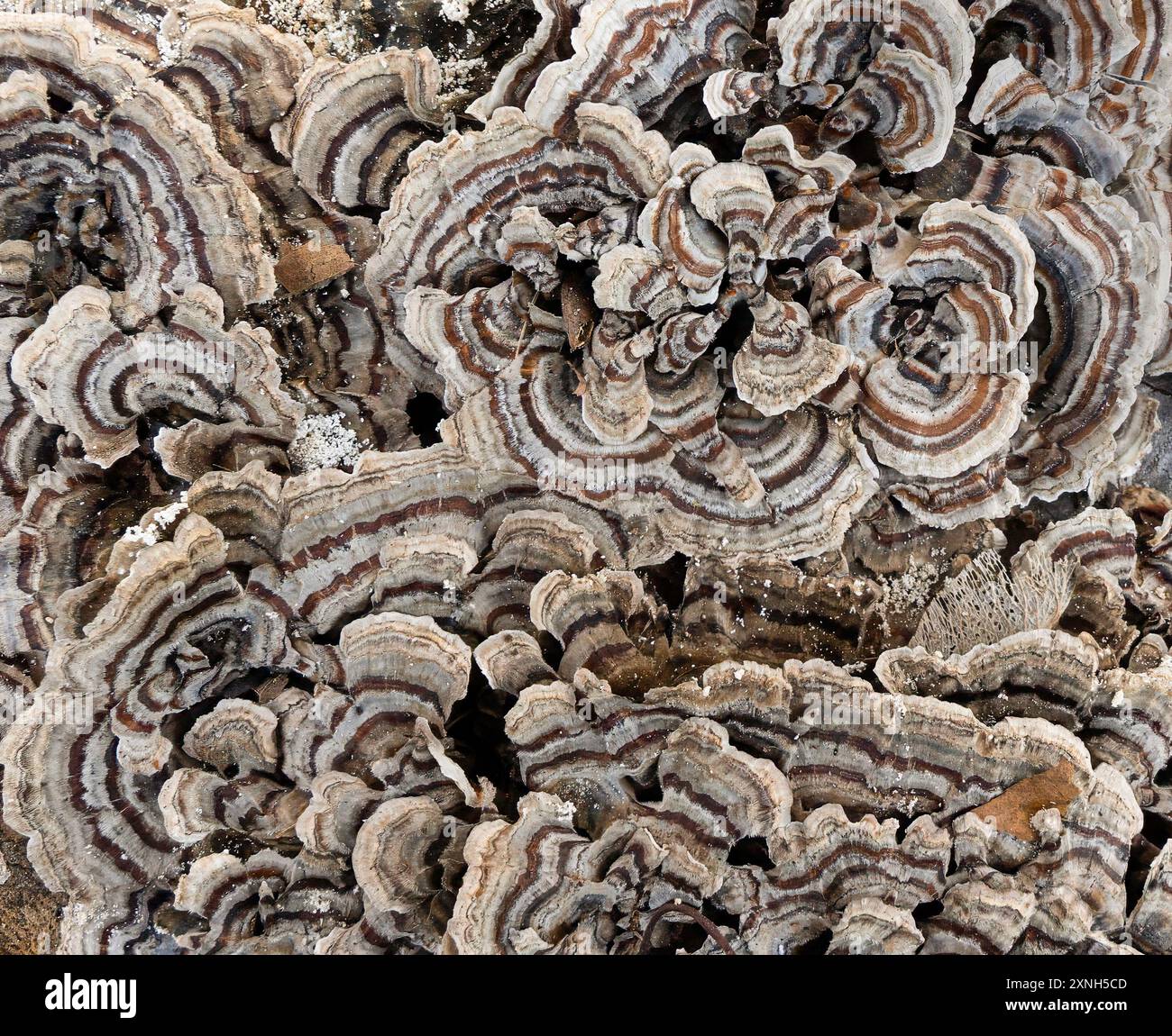 Putenschwanzpilz wächst auf einem Schnittstamm, zeigt natürliche Textur und Muster neutraler Farben aus nächster Nähe. Stockfoto