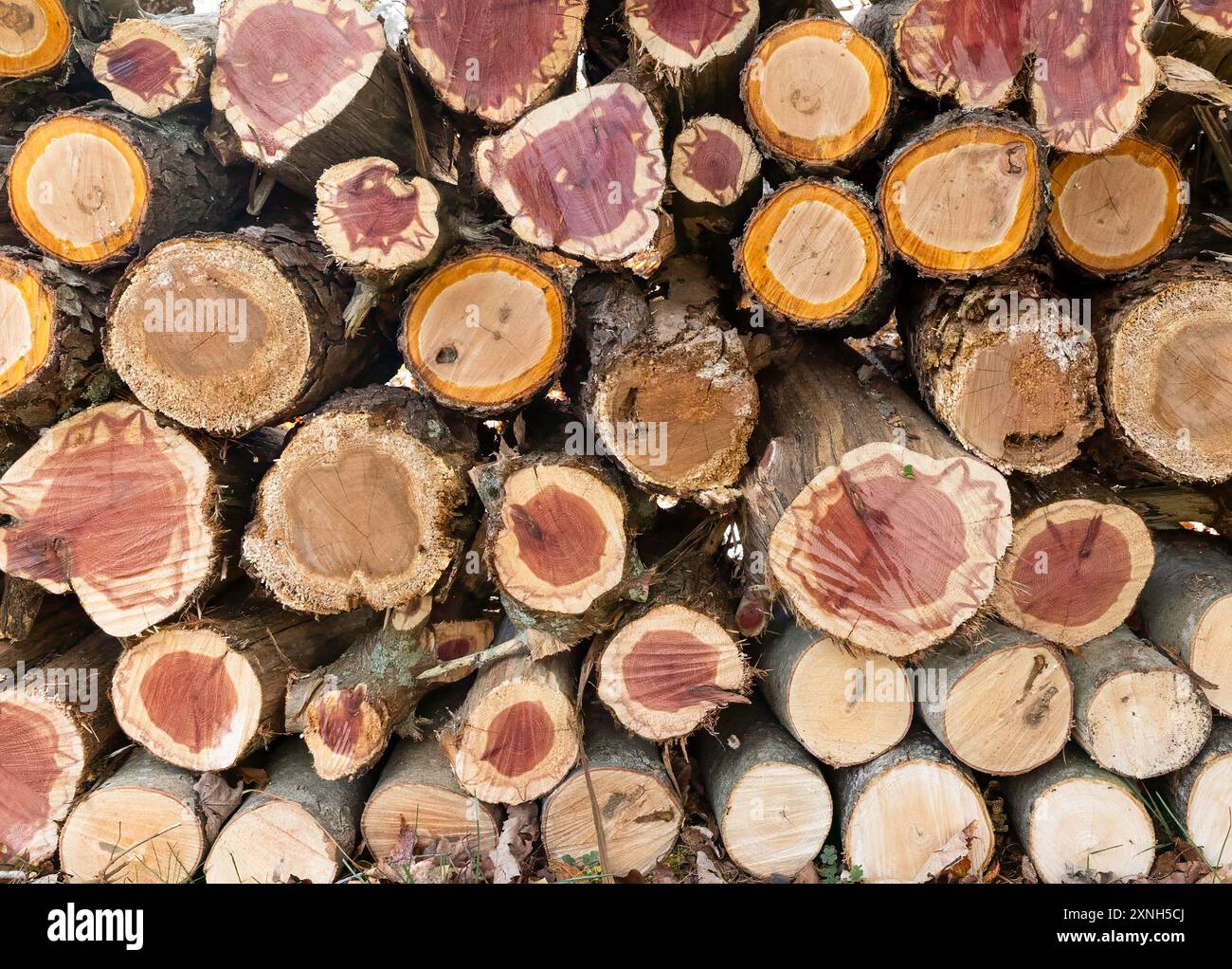 Ein Stapel geschnittener Stämme, deren Enden alle ausgerichtet sind, rot und gelb in den Stämmen zeigen, und viel Holzstruktur, die den Rahmen ausfüllt, und Nahaufnahme. Stockfoto