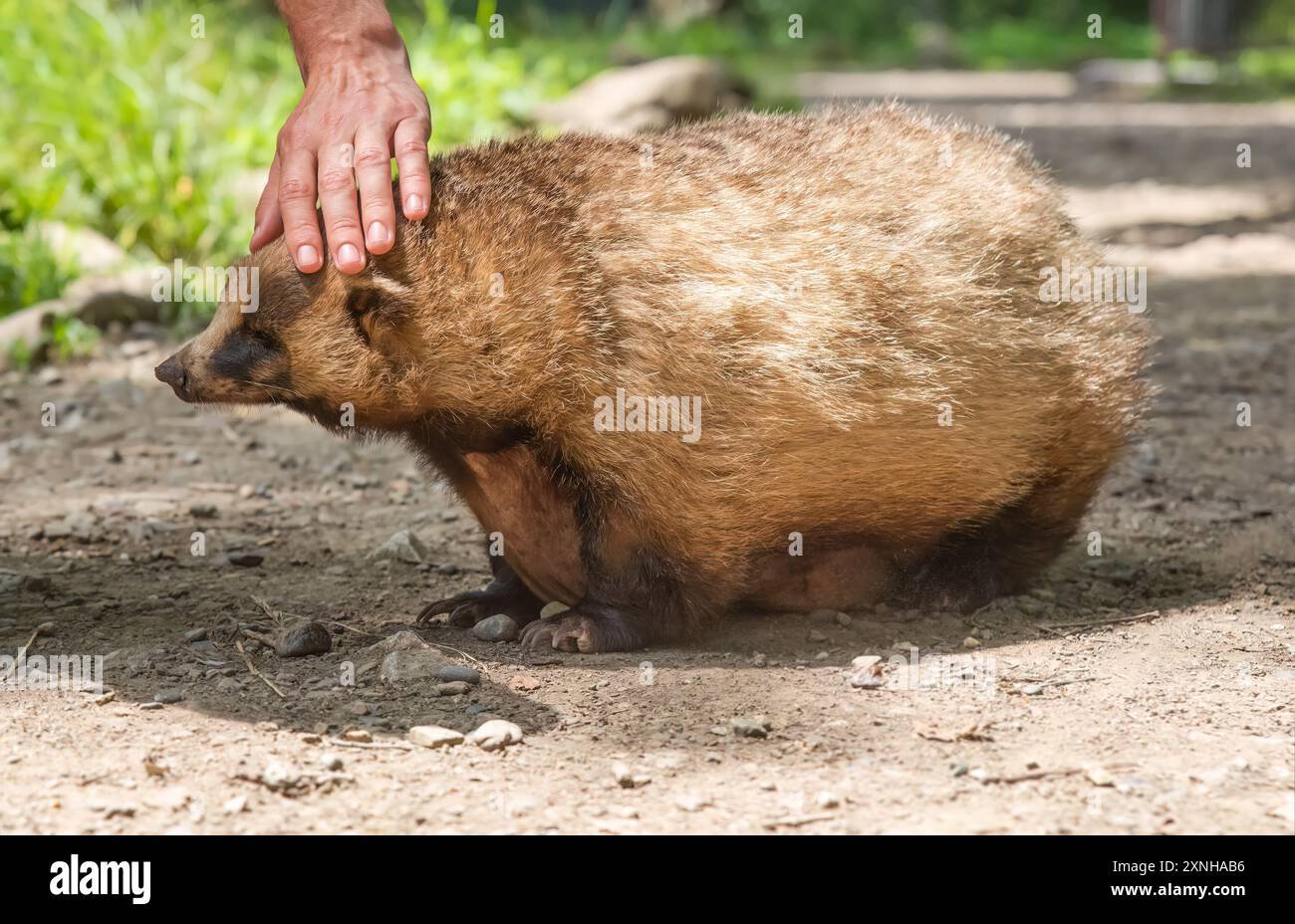 Person, die den japanischen Dachs streichelt (Meles anakuma), wolkiger Tiertag Stockfoto