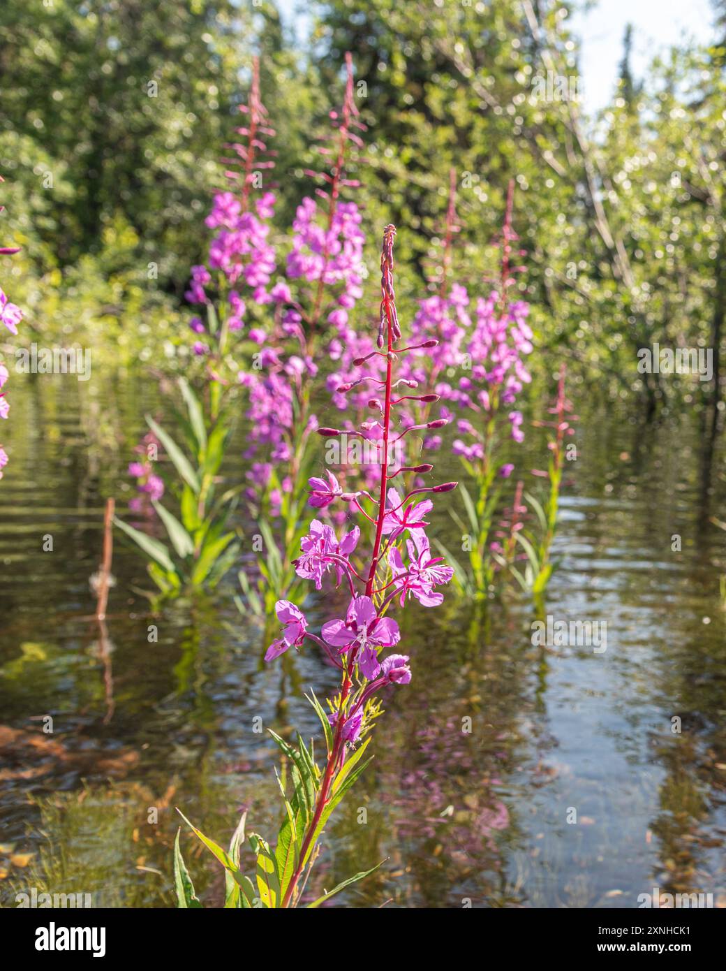 Natürliche, wilde Feuerweed-Pflanzen, die im Norden Kanadas im Sommer zu sehen sind. Chamaenerion angustifolium im Yukon-Territorium. Stockfoto