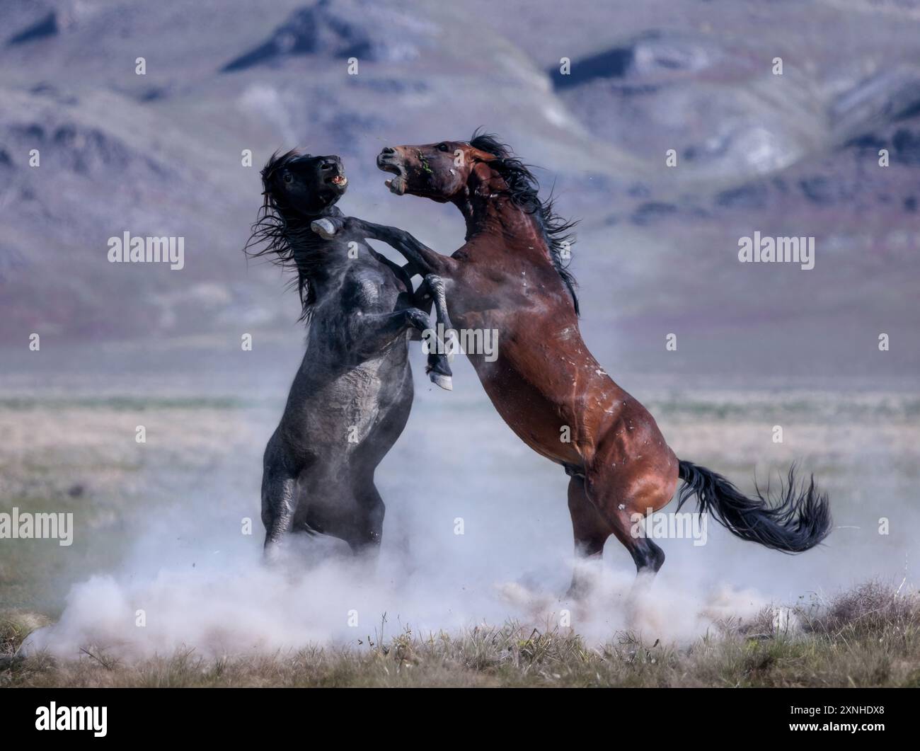 Die Wildpferdeherde des Onaqui Mountain hat eine leichte bis mittelschwere Struktur und ist in Farben wie Sauerampfer, roan, Buchleder, Schwarz, Palomino, und grau. Stockfoto