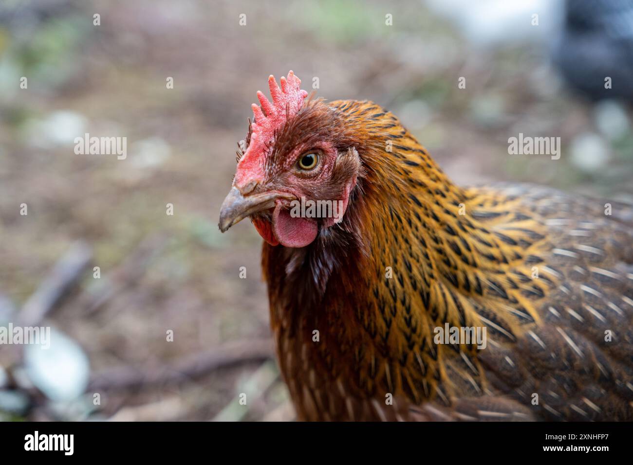 Eine Nahaufnahme des Gesichts eines Ameracauna-Huhns auf einem Bauernhof Stockfoto