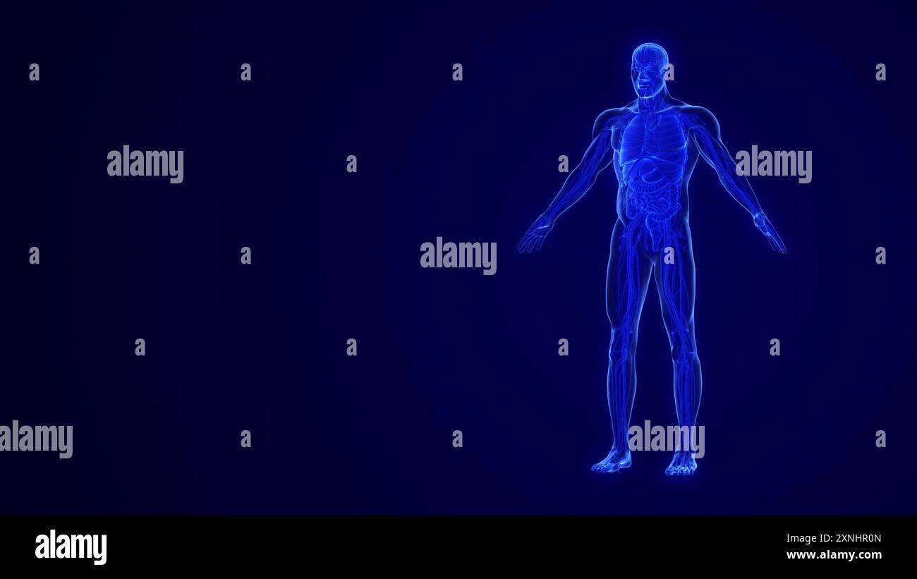 Anatomie des menschlichen Körpers mit Organsystem Stockfoto