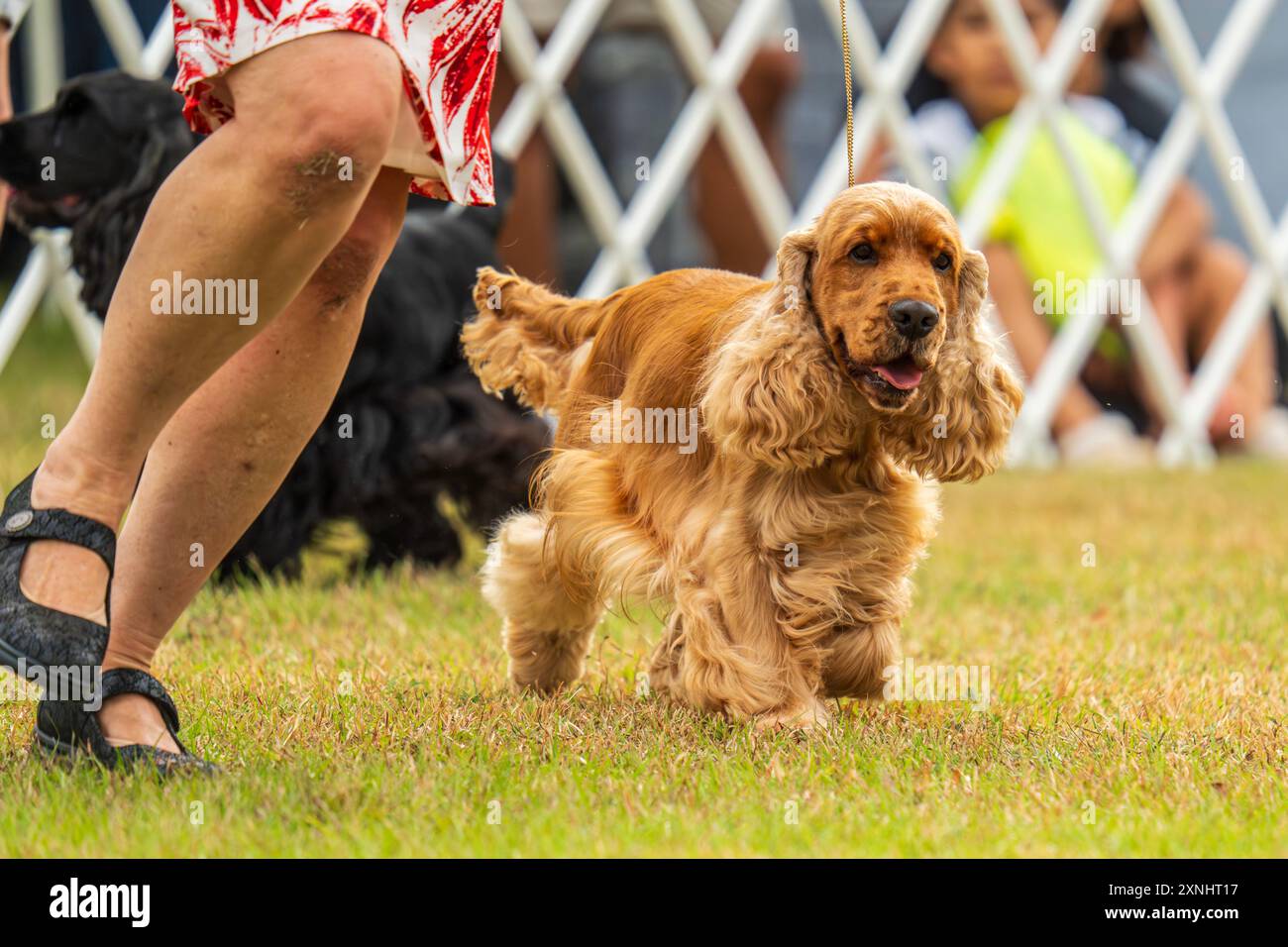 Darwin, Australien - 27. Juli 2024: Cocker Spaniel tritt bei der Royal Darwin Show 2024 in der Hundewelt an. Stockfoto