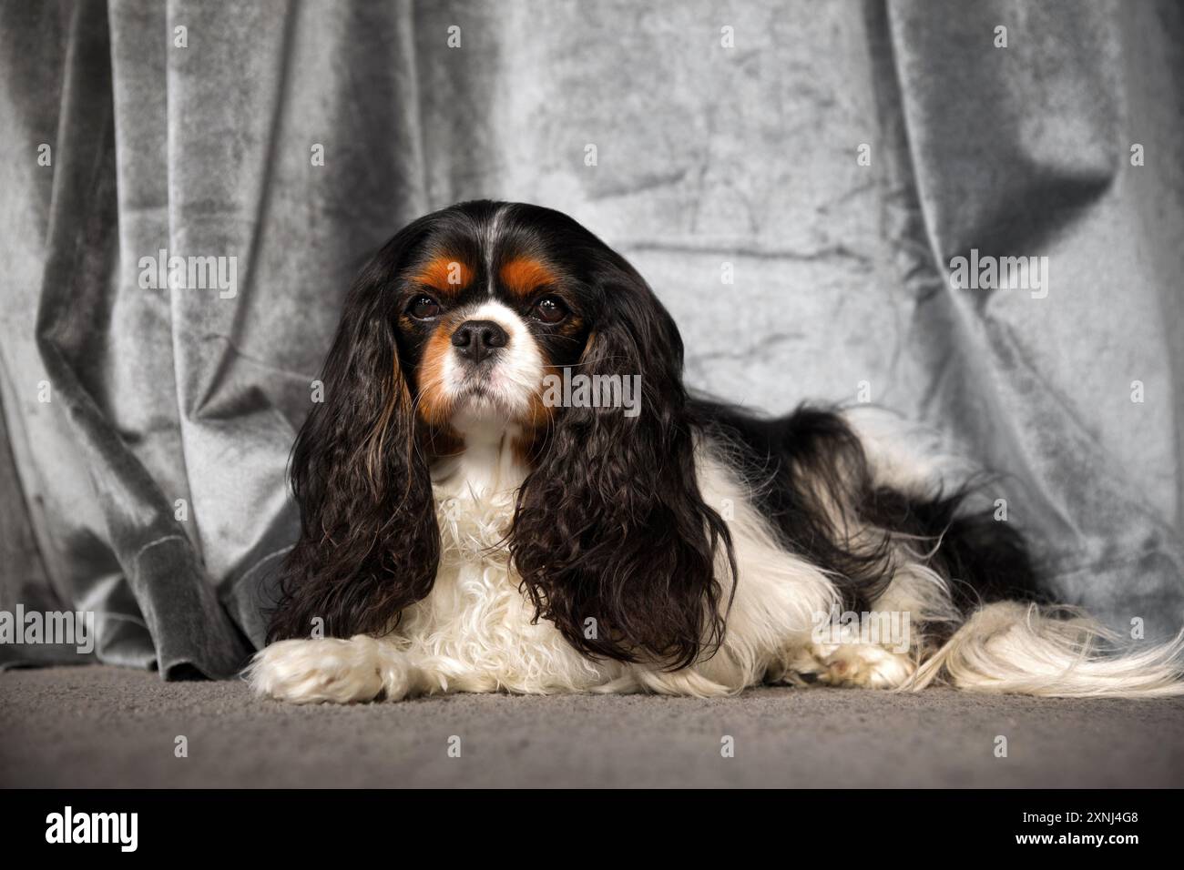 Kavalierkönig charles Spaniel Hund liegt auf dem Teppich vor grauem Hintergrund Stockfoto