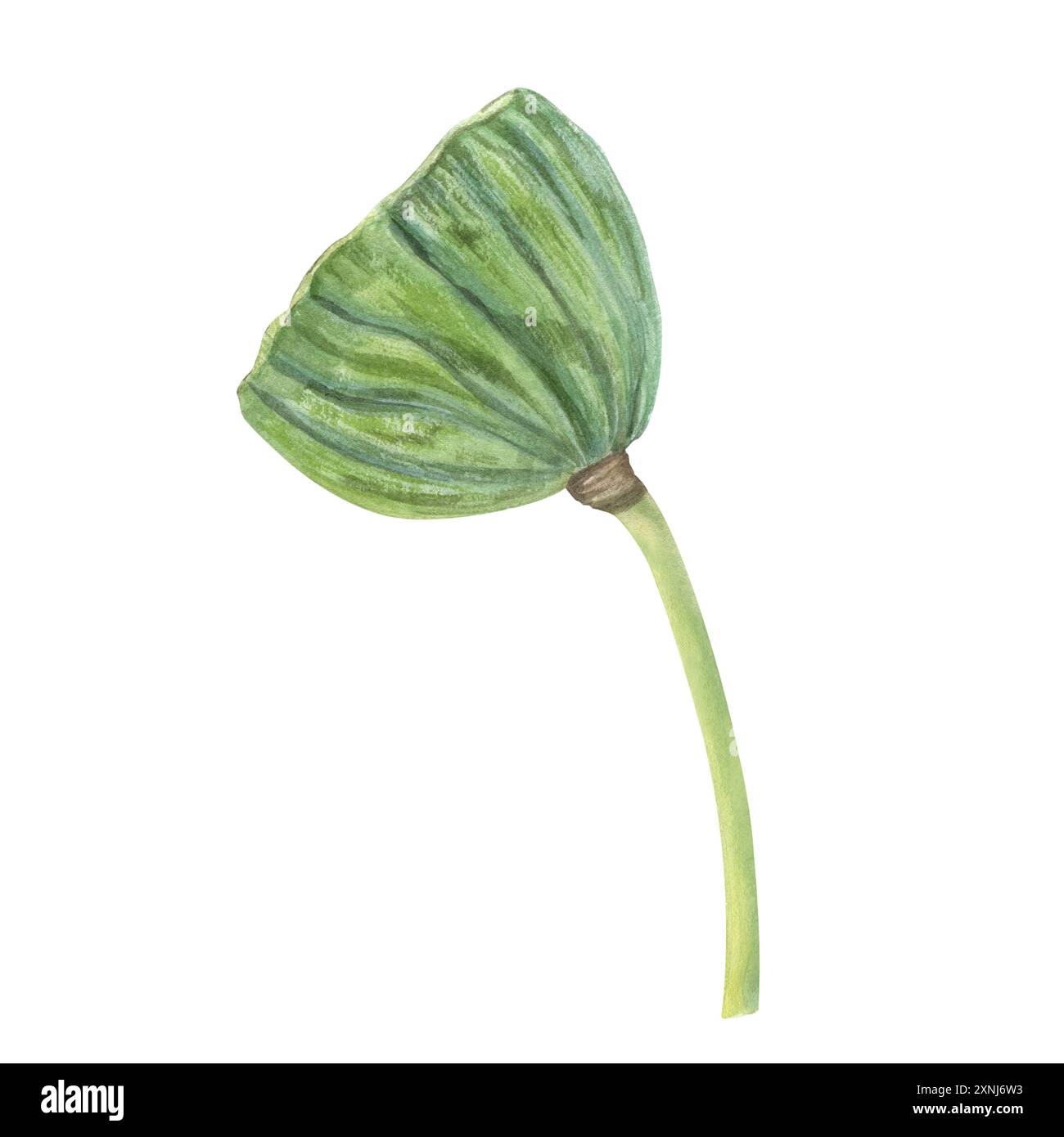Lotus-Saatkopf. Grüner heiliger Lotus, Wasserlilienschote. Tropische Wasserpflanzen. Asiatische exotische Blume. Seitenansicht. Botanische Illustration mit Aquarell. Stockfoto
